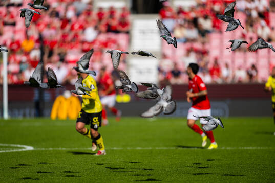 Birds at Brann Stadion