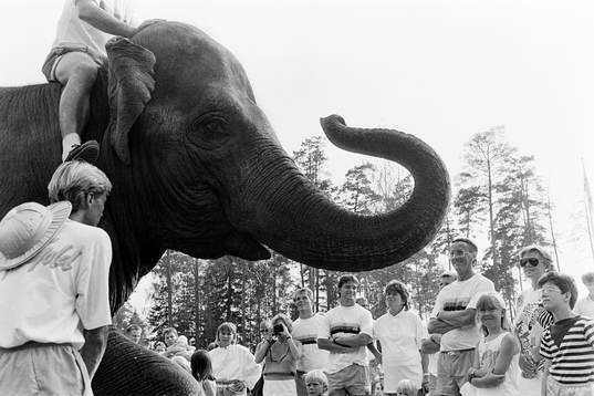 Curt Lindström tittar på en elefant