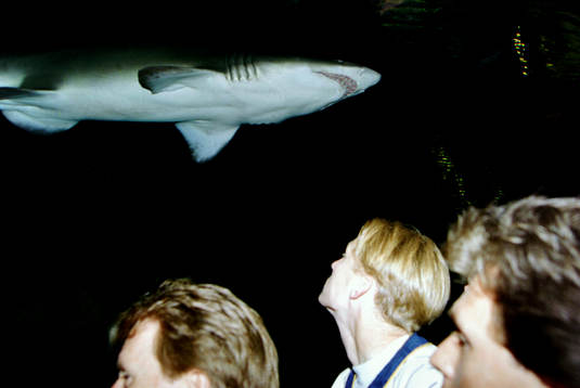 Kennet Andersson tittar på en haj på SeaWorld