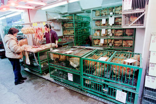 Miljöbild Hongkong. Höns